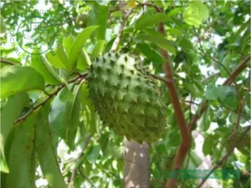 Mãng cầu xiêm