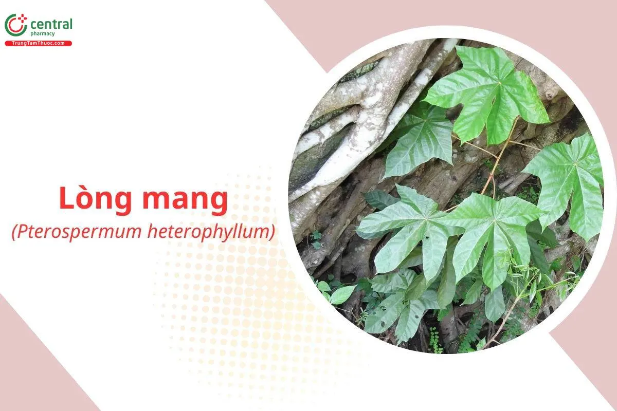 Lòng Mang