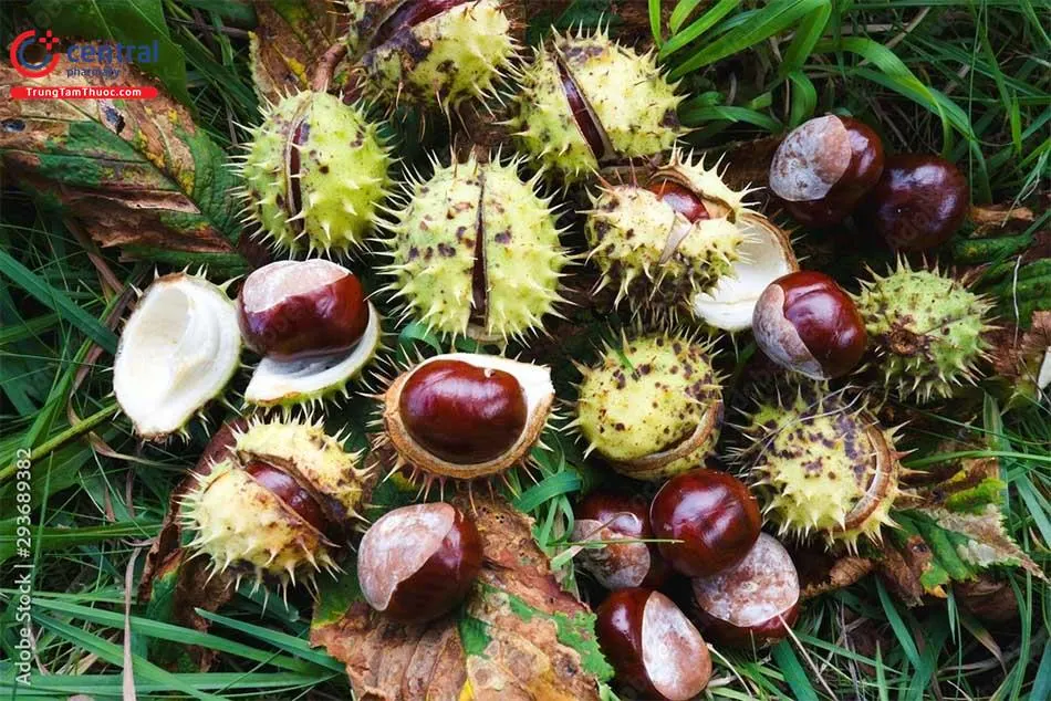 Dẻ Ngựa