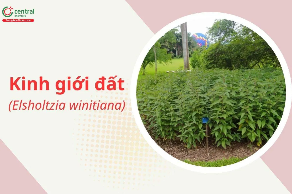 Kinh Giới Đất