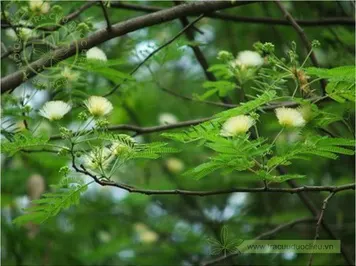 Sóng rắn