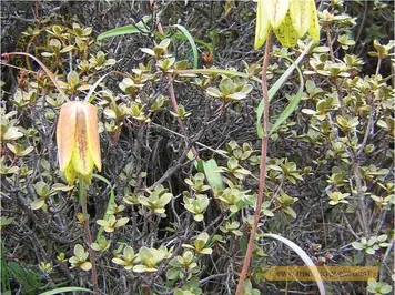 Bối mẫu