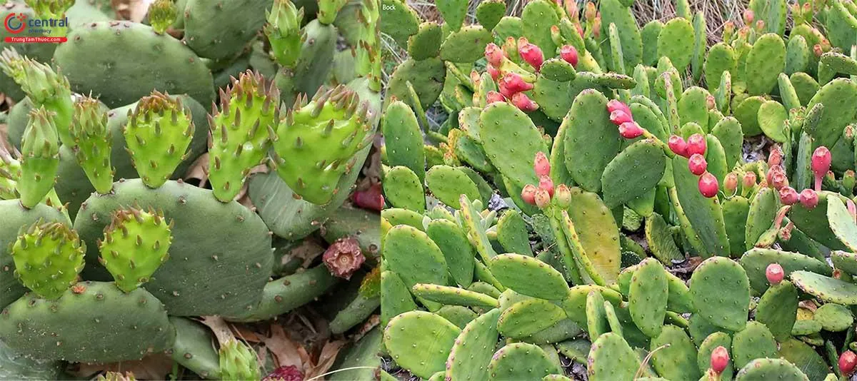 Opuntia Humifusa