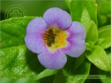 Hồi nước