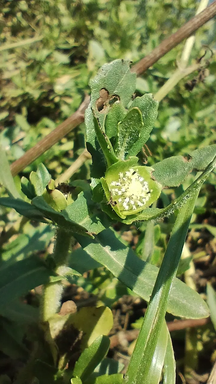 Ngổ trâu