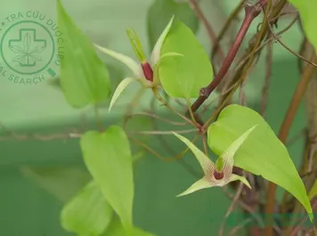 Bách bộ