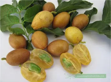 Hồng bì