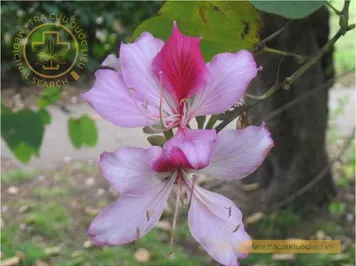 Hoa ban
