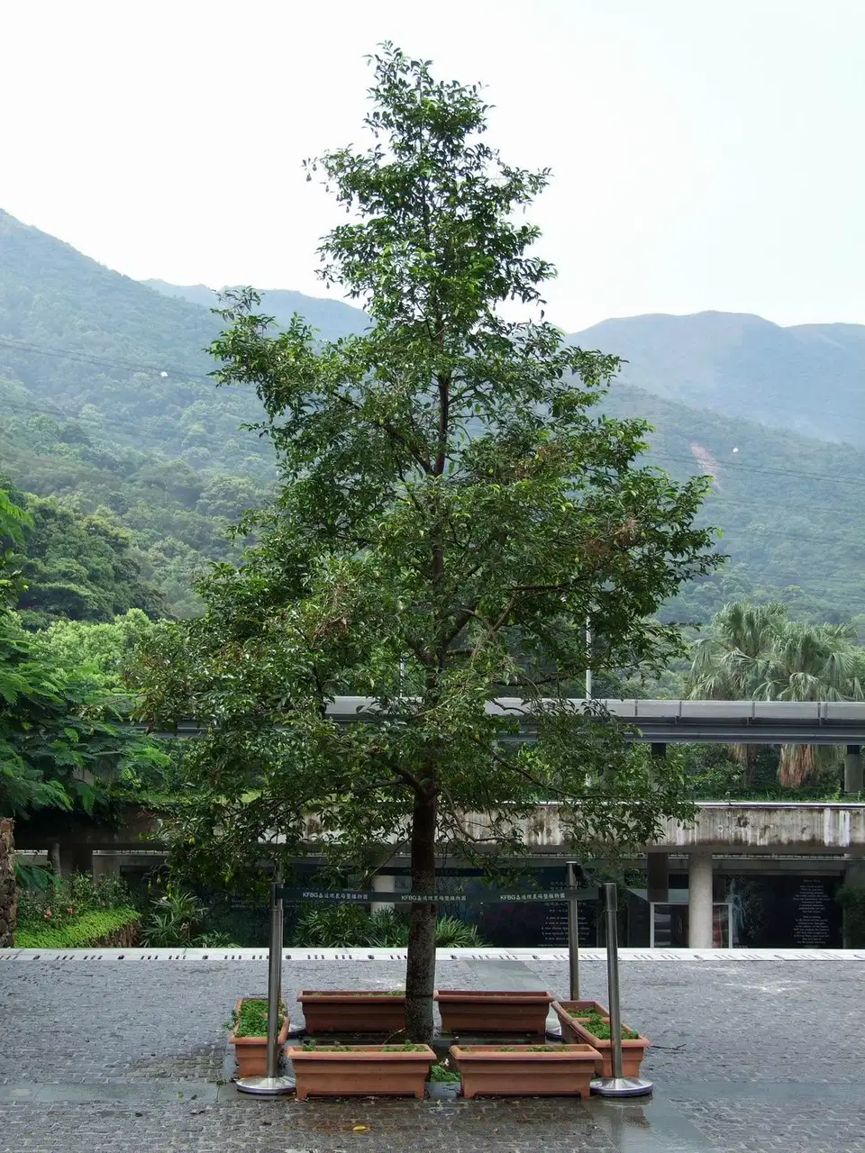 Liều lượng và cách bảo quản Bạch mộc hương