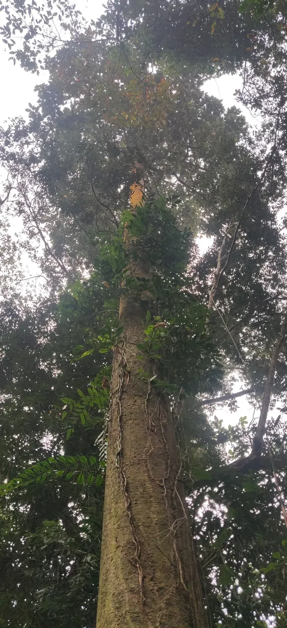 Chò nâu