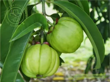 Bứa