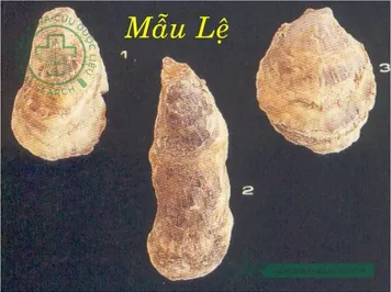 Mẫu lệ