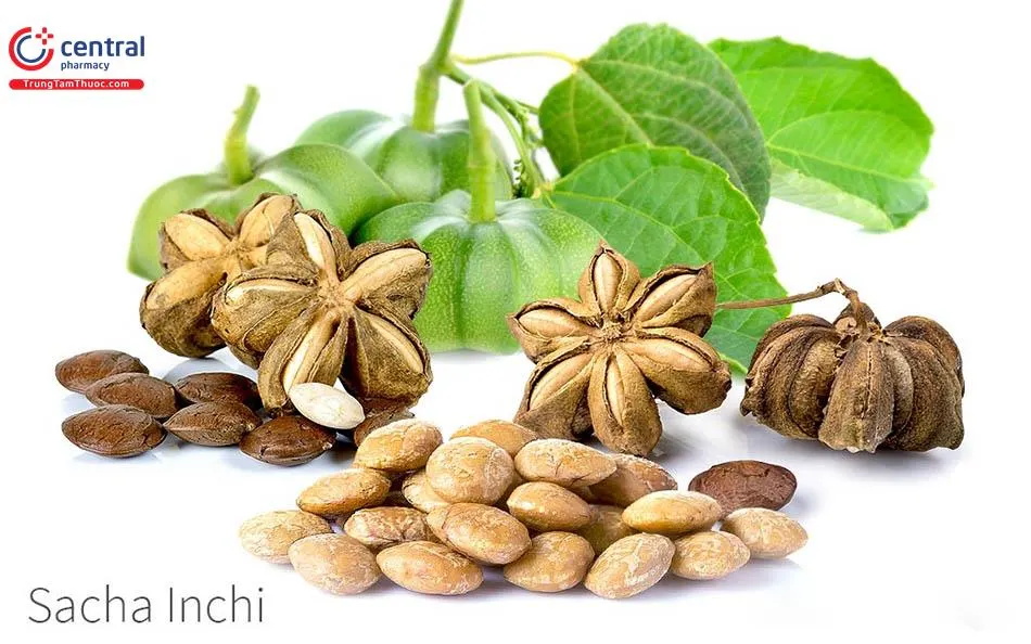 Sacha Inchi