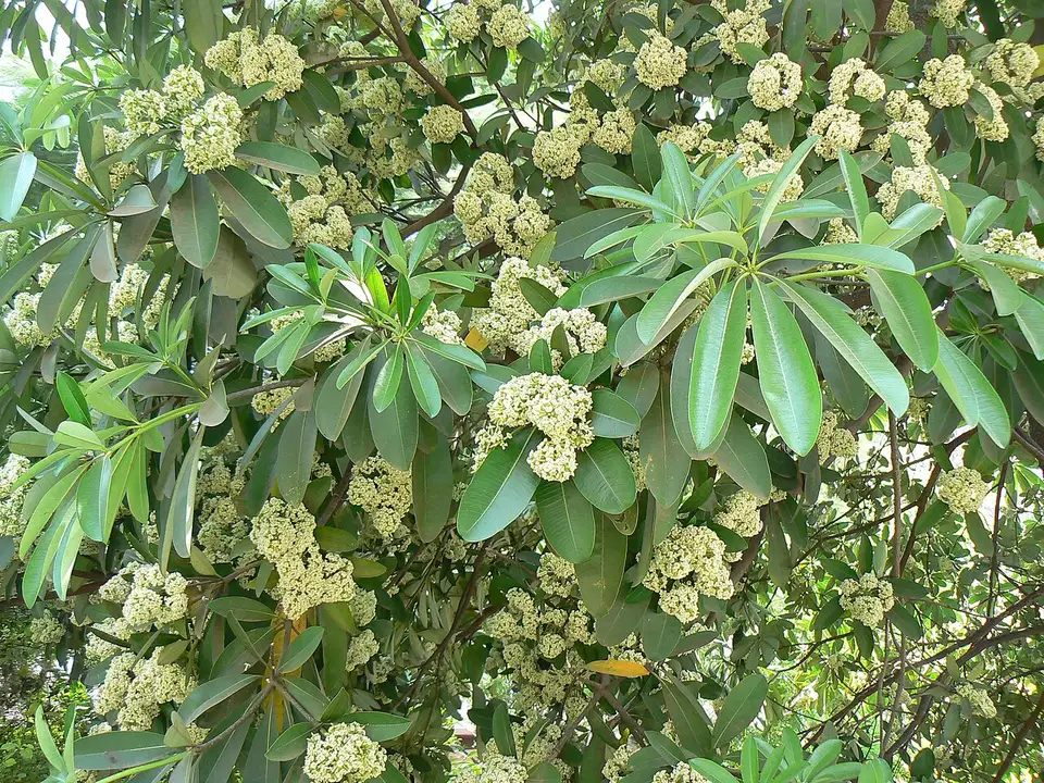 Hoa sữa