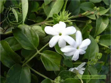 Chè vằng