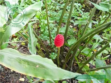 Gừng gió