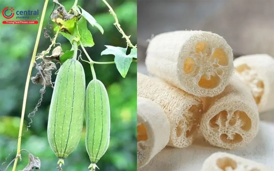 Xơ Mướp