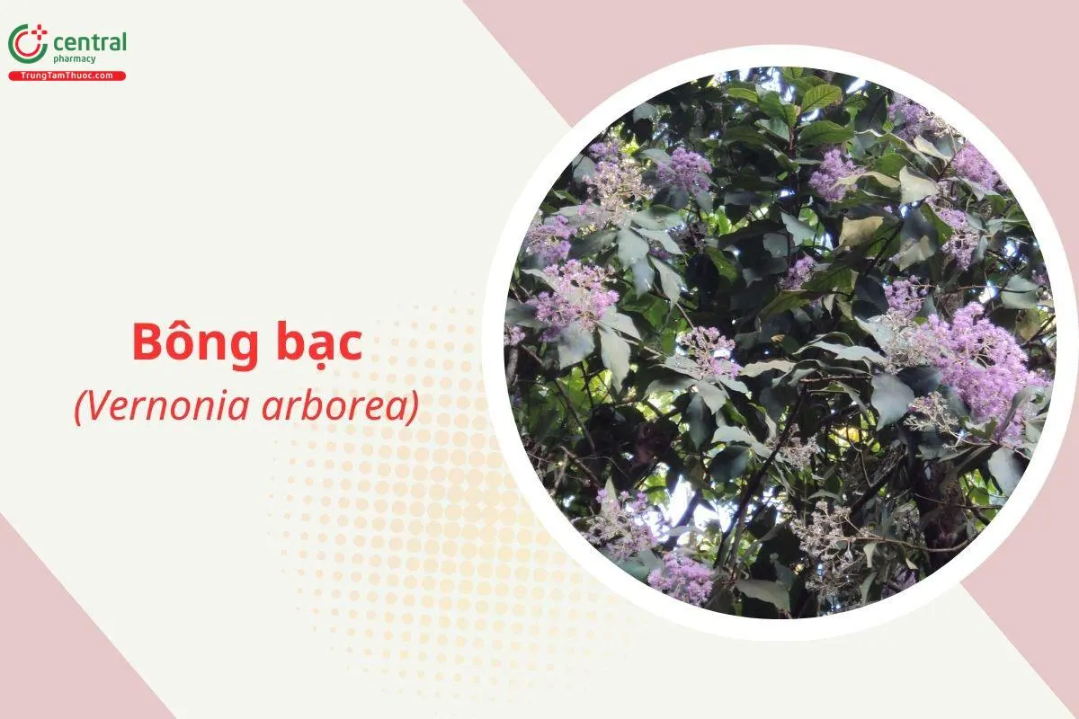 Bông bạc