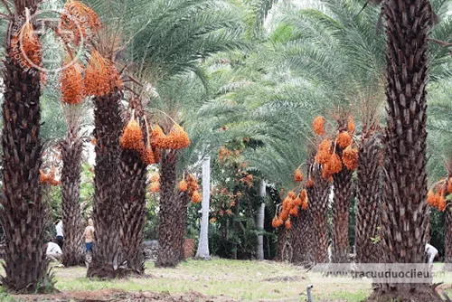 Chà là đồi