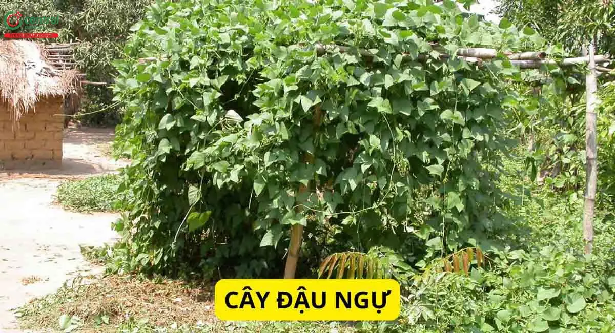 Đậu Ngự