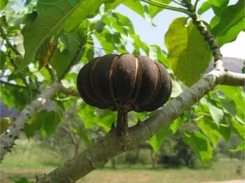Ba đậu tây