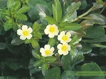 Rau Dừa nước