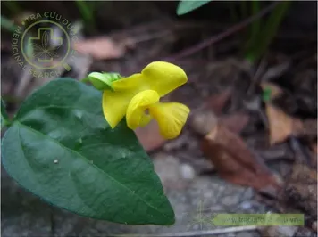 Đậu đỏ