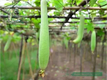 Cây mướp