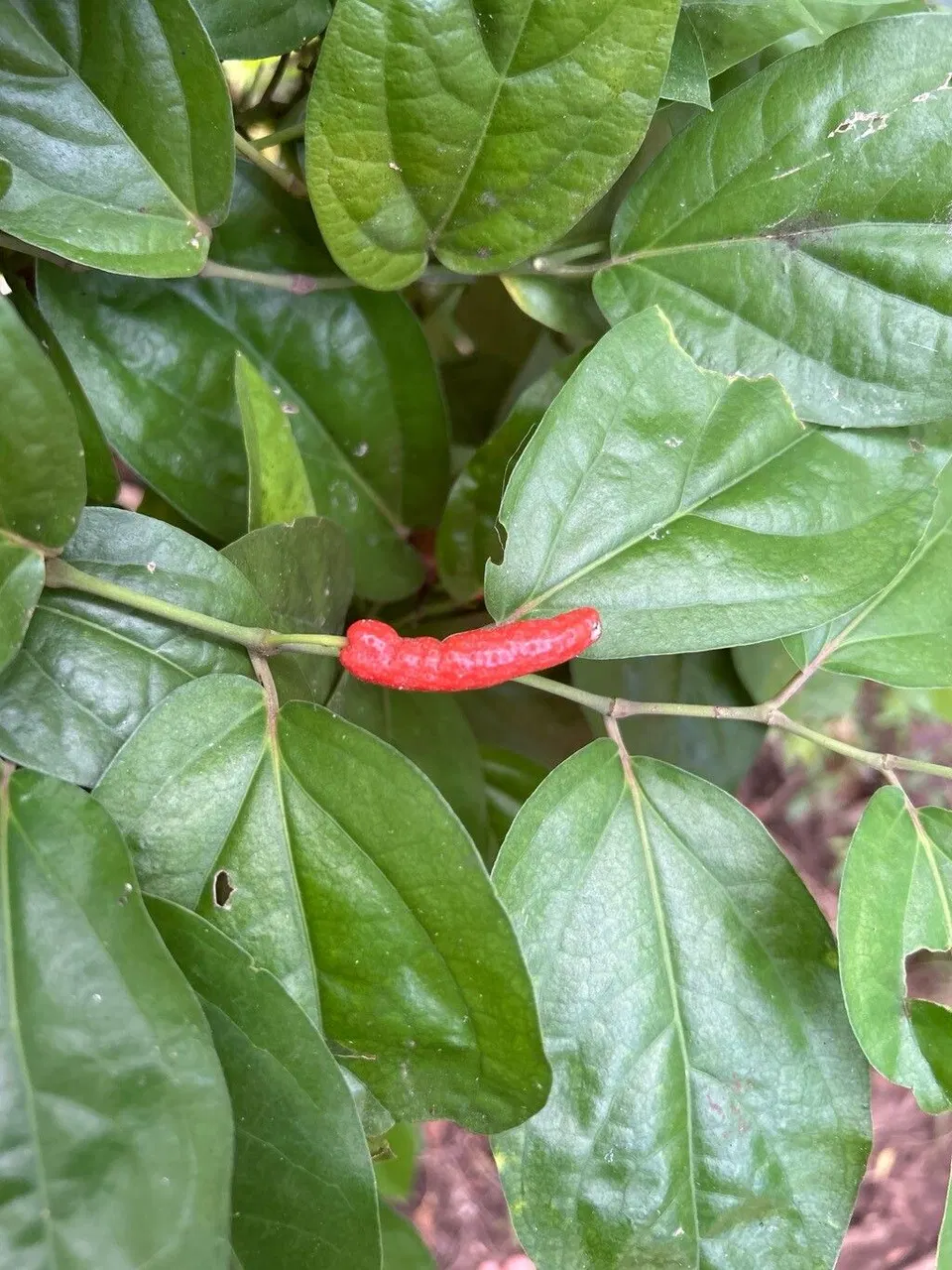 Tiêu đôi
