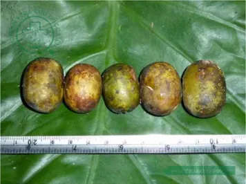 Xoan nhừ