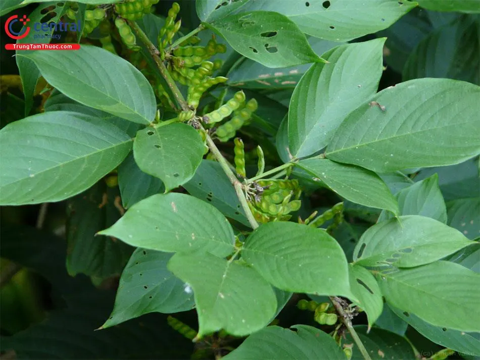 Ba Chẽ