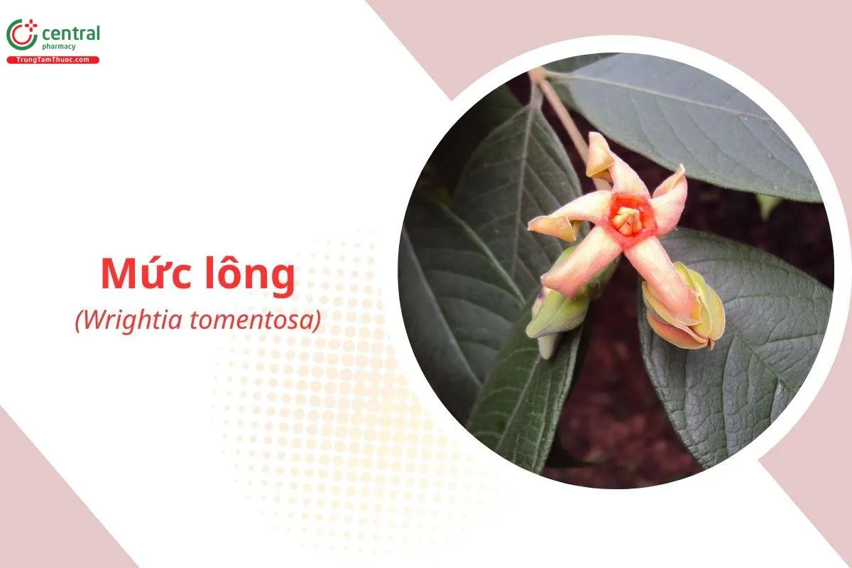 Mức Lông