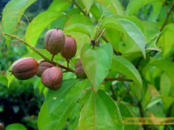 Ba đậu