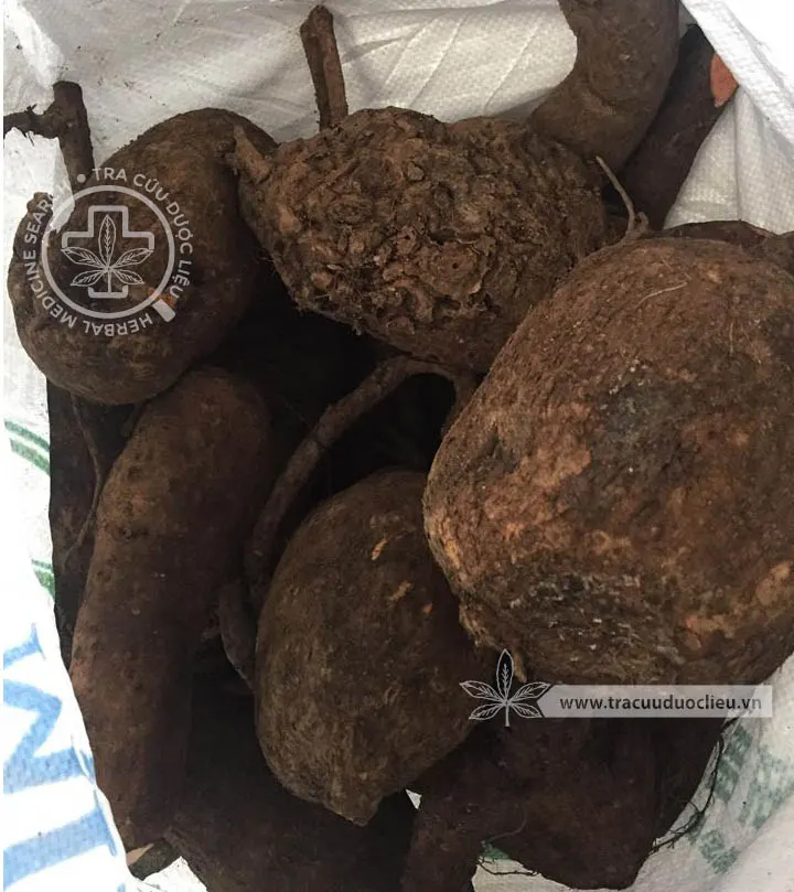 Củ dòm