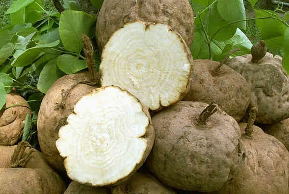Sâm tố nữ