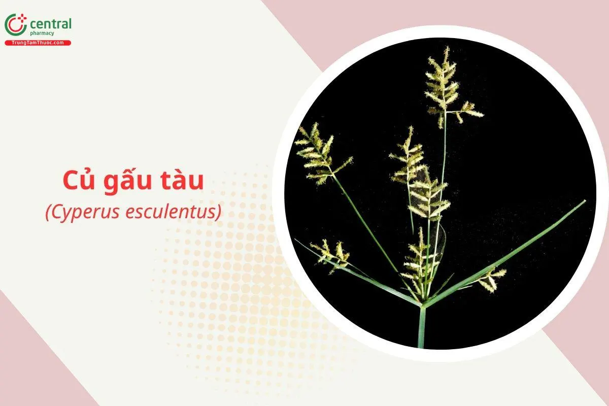 Củ gấu tàu