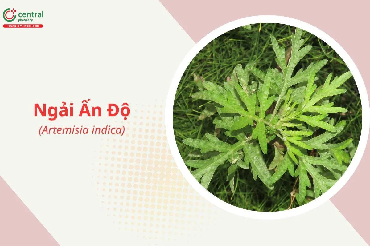 Ngải Ấn Độ