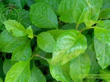 Bầu đất