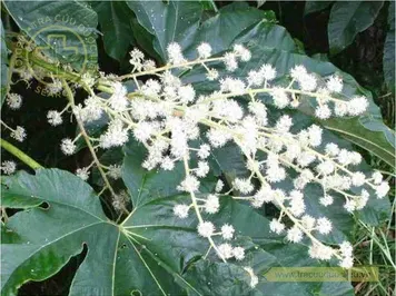 Thông thảo
