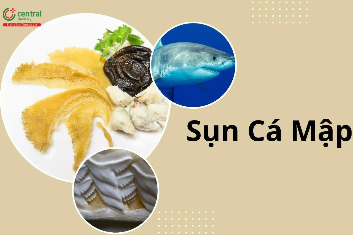 Sụn cá mập