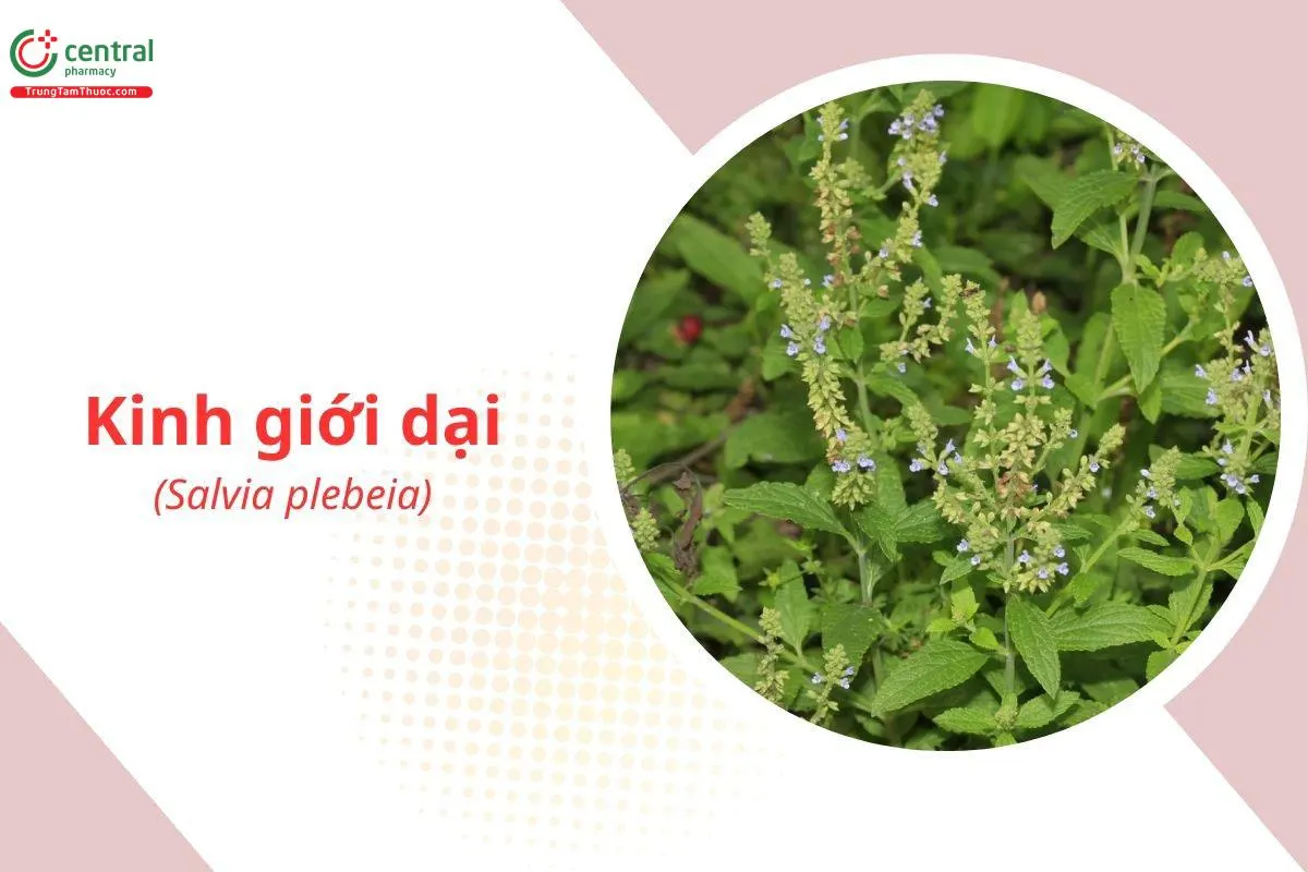 Kinh Giới Dại