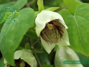 Đảng sâm