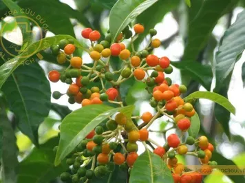Ba gạc phú thọ