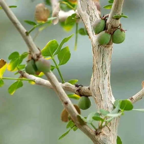 Một dược