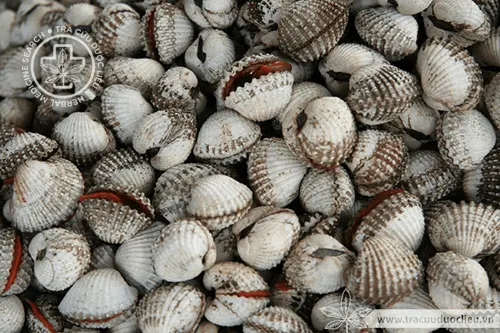 Sò huyết