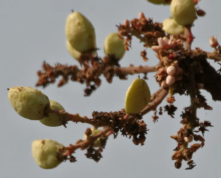 Chiết xuất Boswellia có giúp giảm phù não ở bệnh nhân xạ trị?