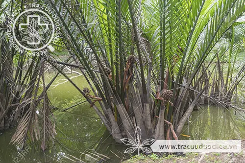 Dừa nước (Dừa lá)