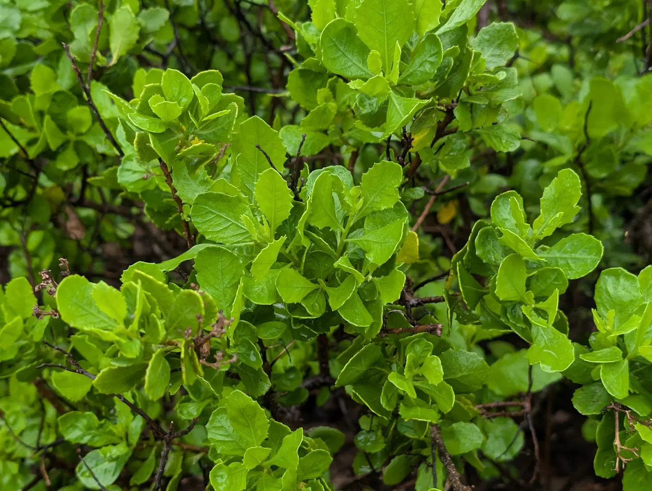 Cúc tần