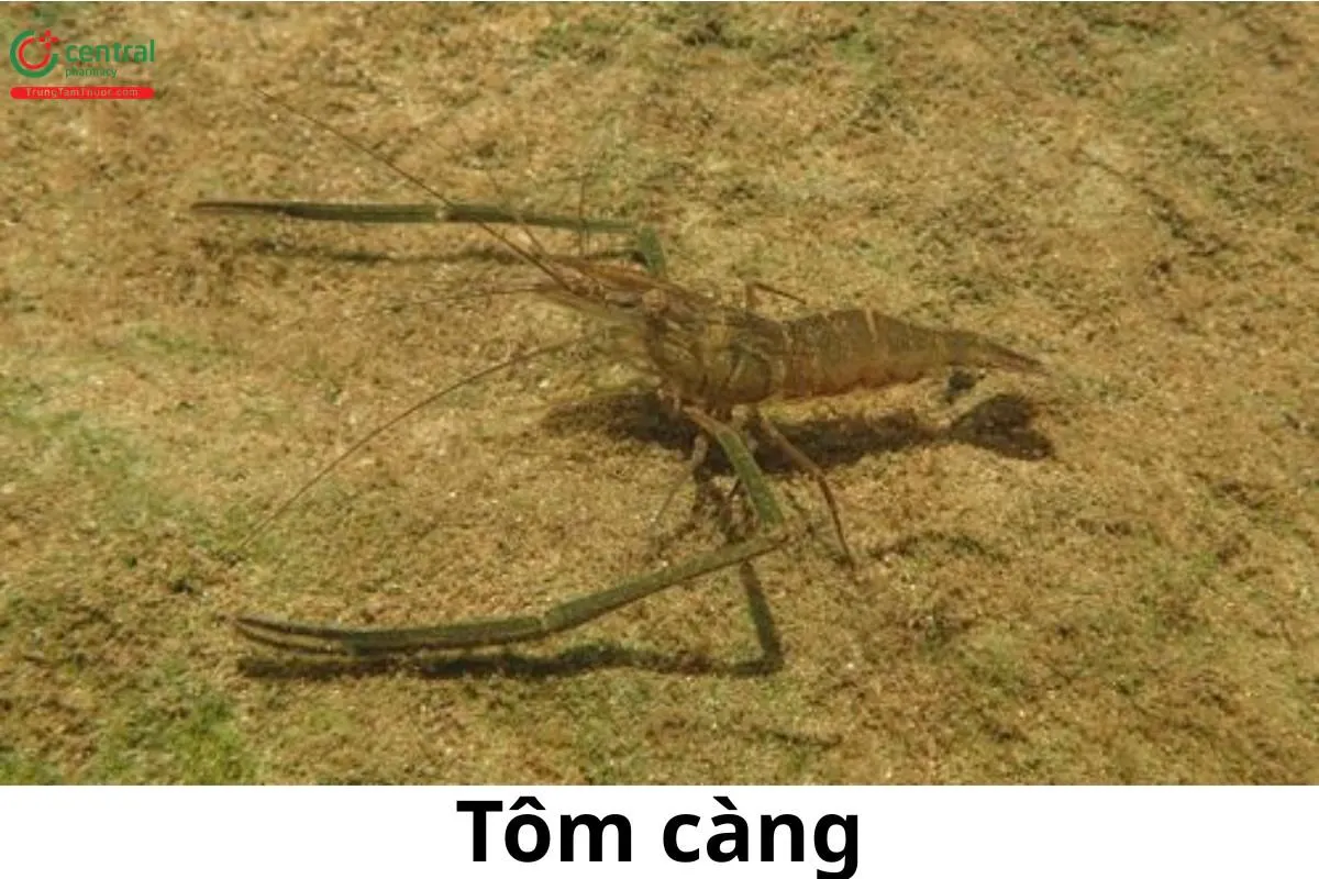 Tôm càng