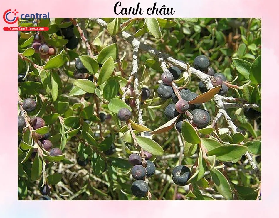 Canh Châu